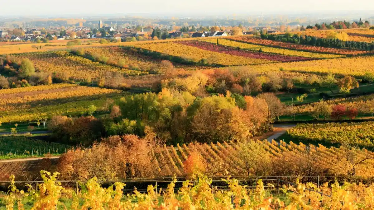 Route Bad Dürkheim Wachenheim Deidesheim