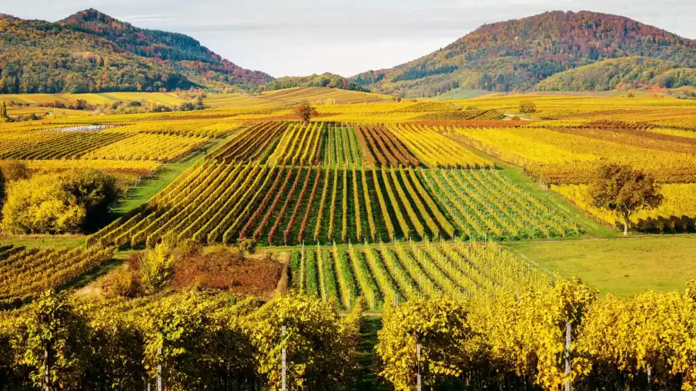 Weinberge und Landstraße an der Deutschen Weinstraße