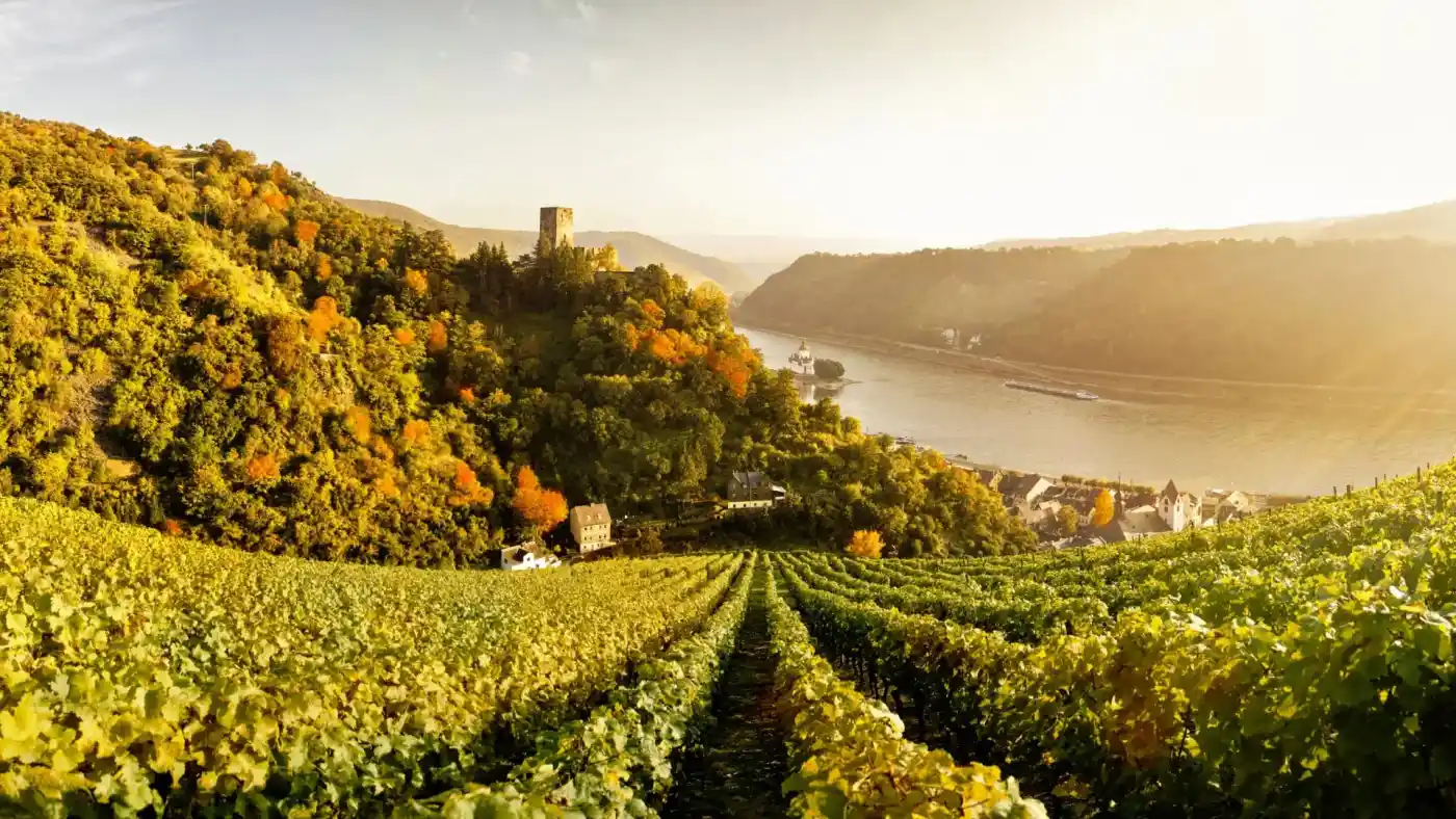 Panoramafahrt durch Weinberge