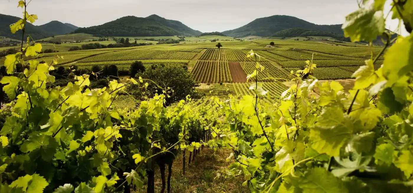 Historischer Weinort in der Pfalz