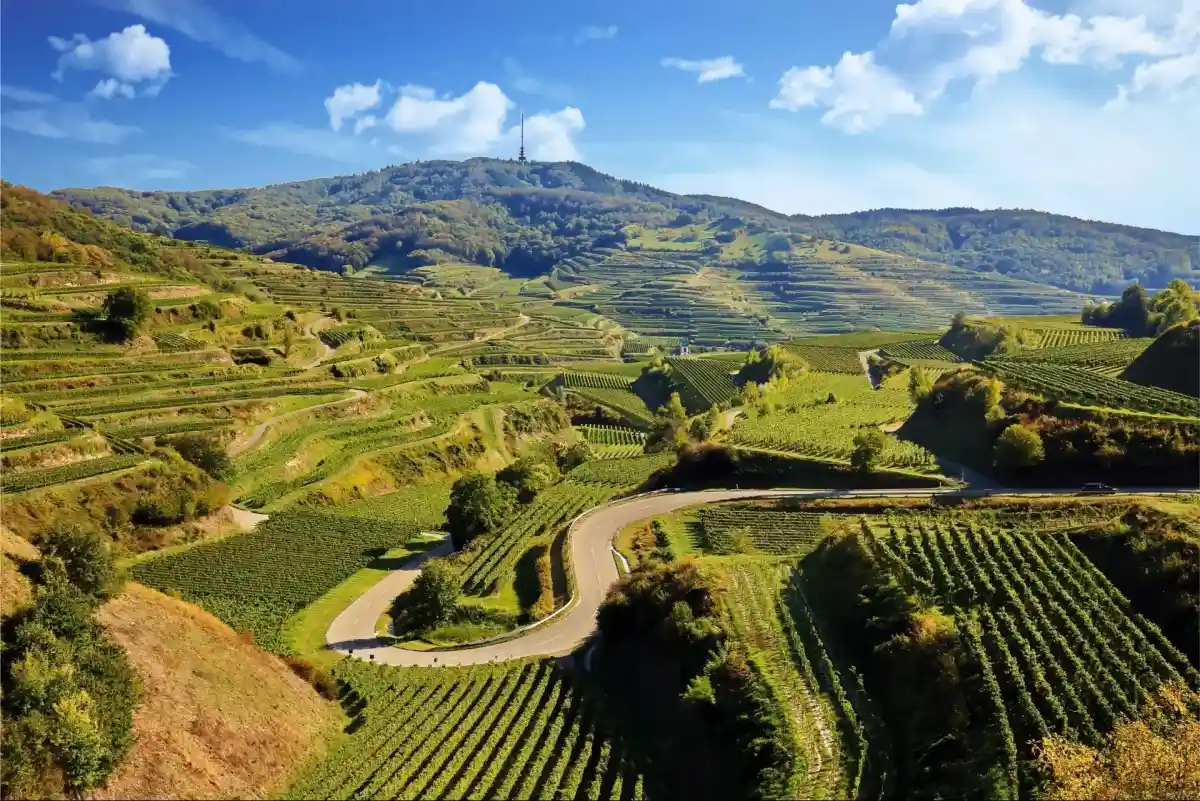Weinberge am Rand des Pfälzerwaldes